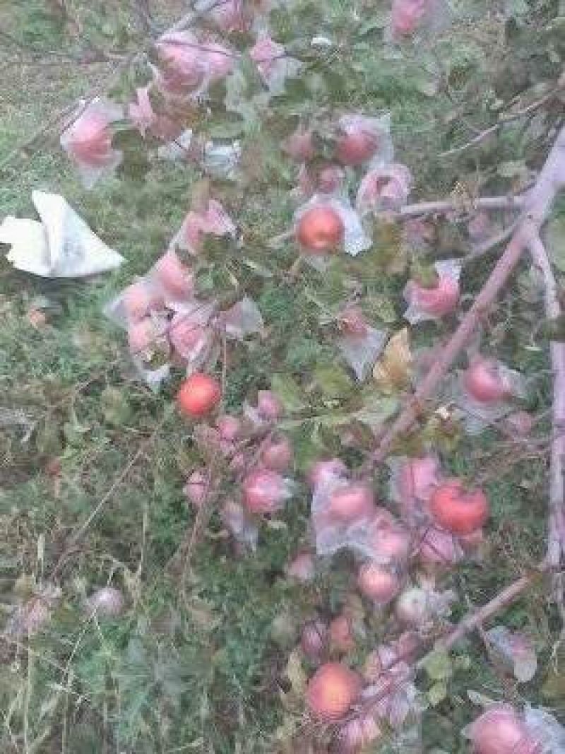 红富士苹果75mm以上膜袋