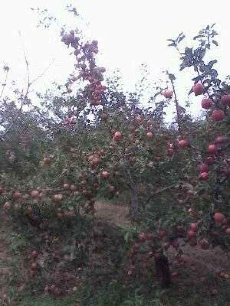 红富士苹果75mm以上膜袋