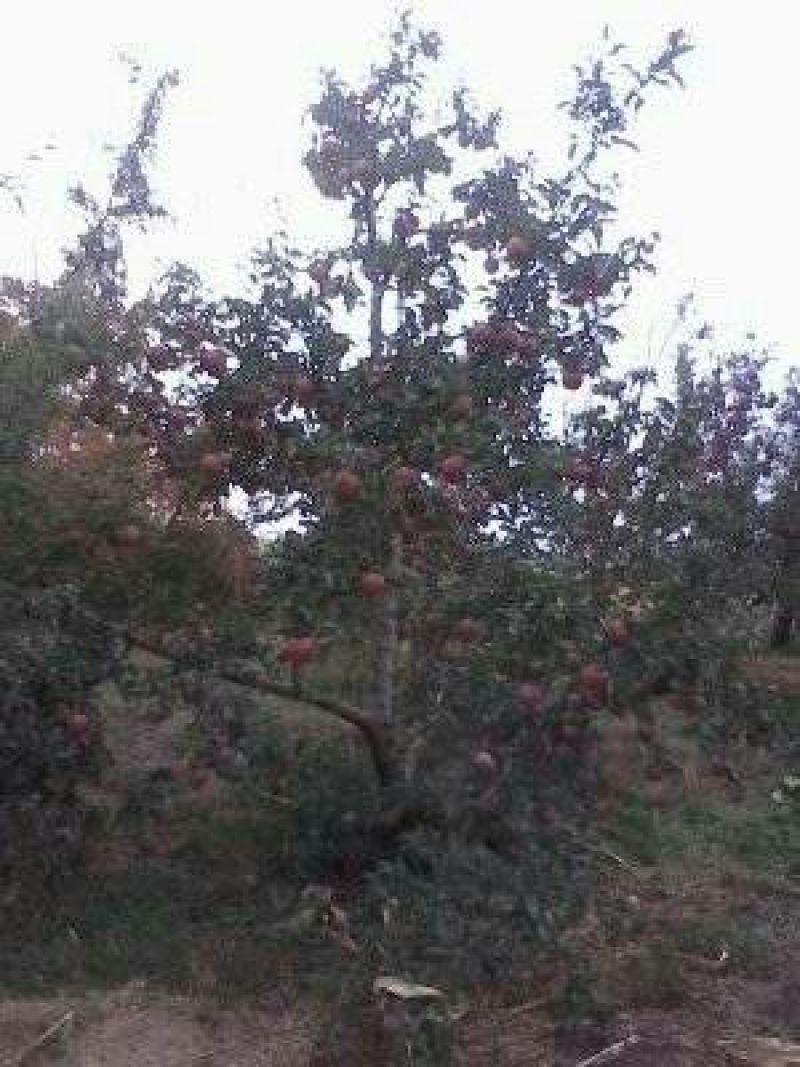 红富士苹果75mm以上膜袋