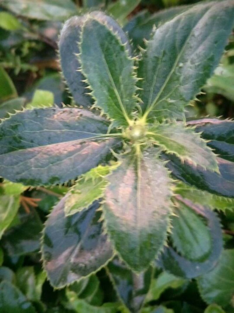 关苍术种苗药食同源白茬苍术种苗品种纯正
