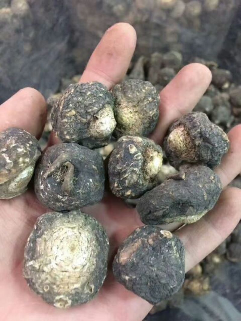 秘鲁玛卡黑色，支持线上交易