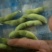翠绿宝毛豆大青豆30克以上