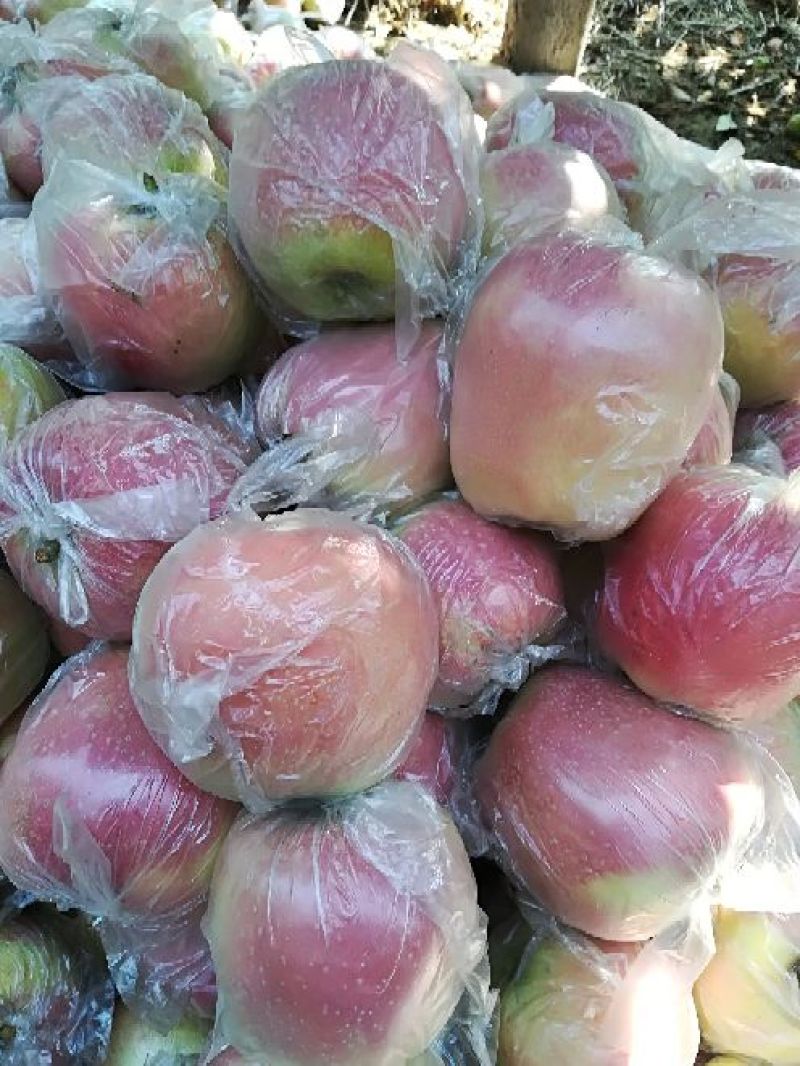 中秋王苹果80mm以上膜袋