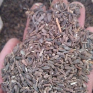纯新过风过筛子牛蒡种子，出苗率95%以上