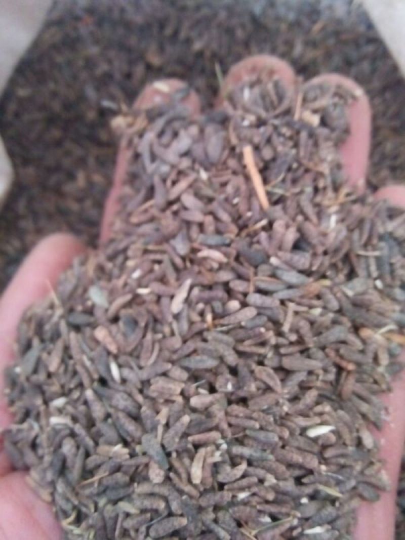 纯新过风过筛子牛蒡种子，出苗率95%以上