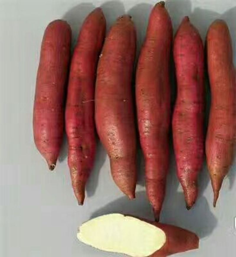 大量供应西瓜红薯，白心商薯19，黄心龙薯九号，基地货