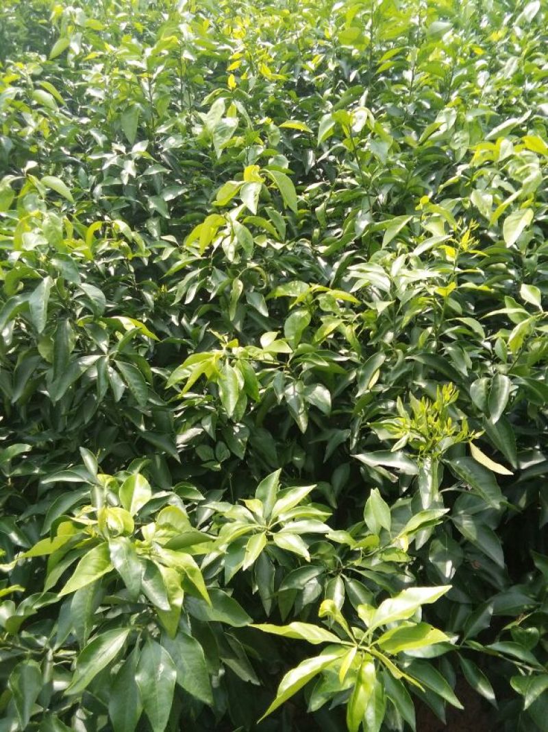 椪柑苗40公分高起苗，产地直销，品种保证