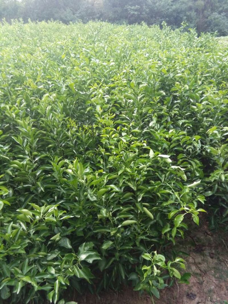 三红蜜柚苗40公分已上