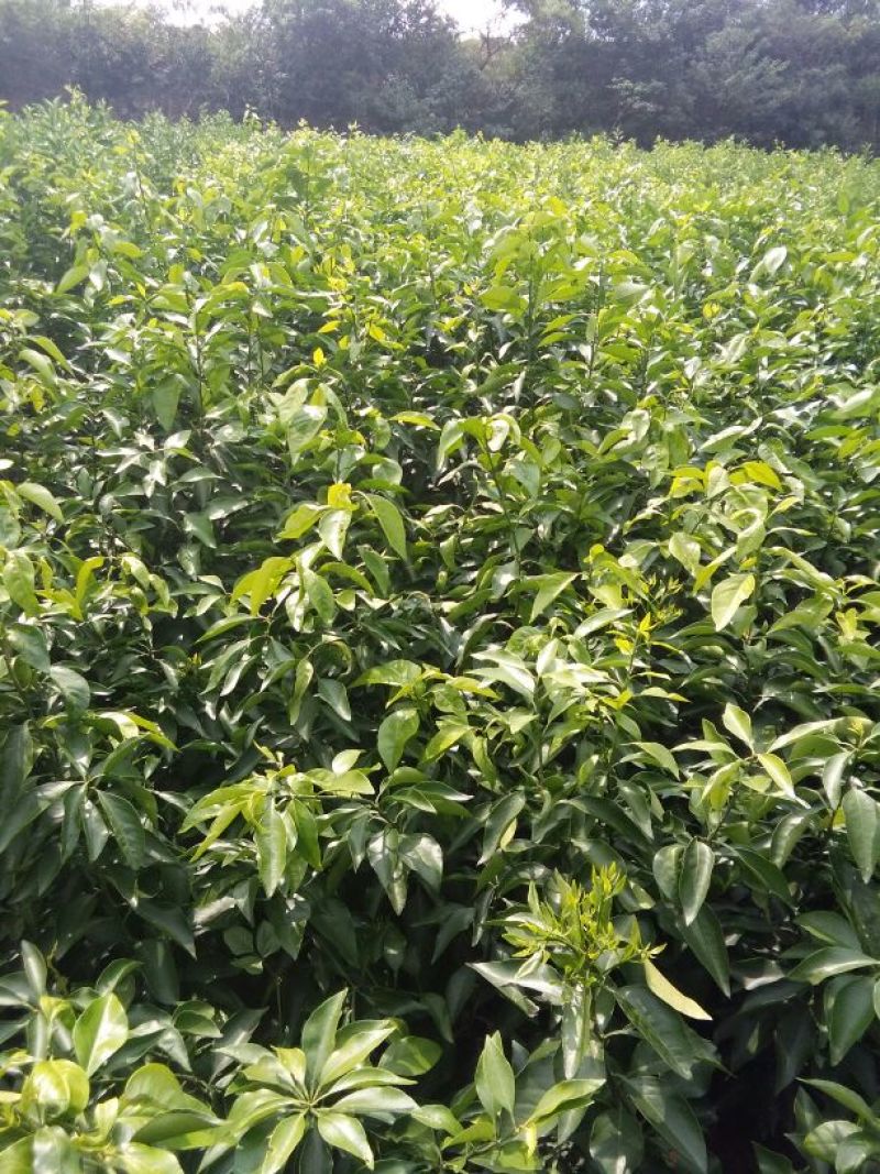 红心蜜柚苗，0，6至一公分半起质量保正，2元每株