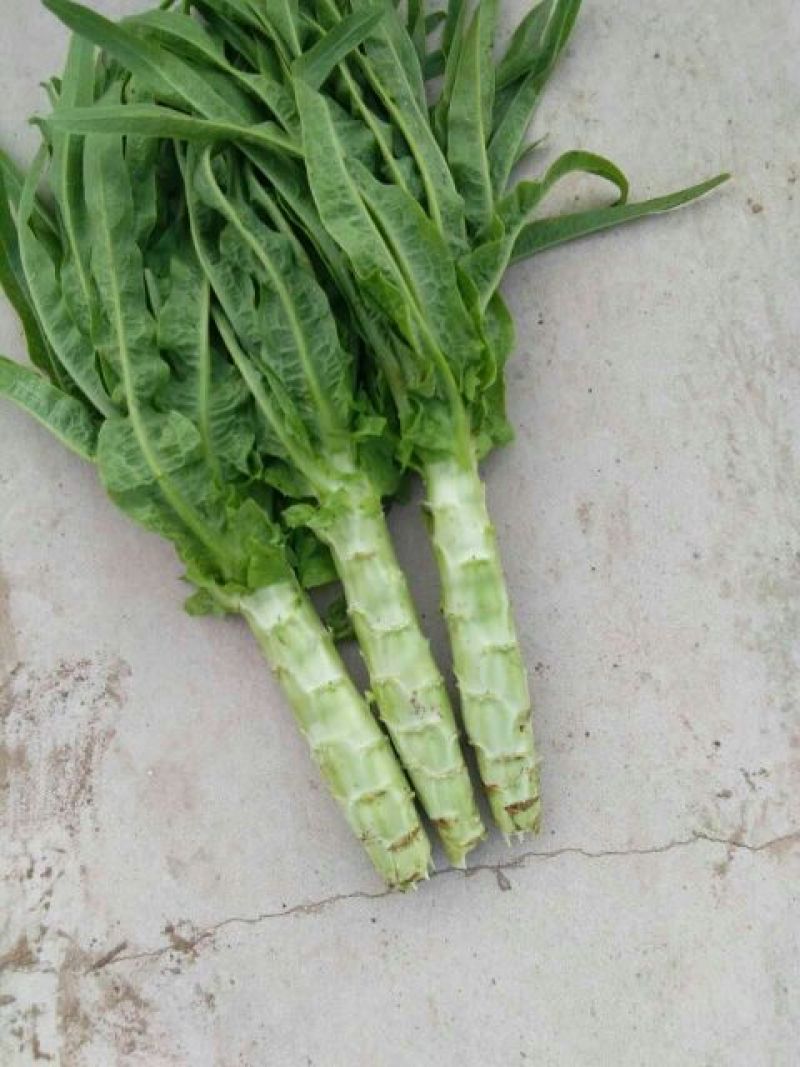 尖叶莴笋青皮清肉2斤以上40~50cm