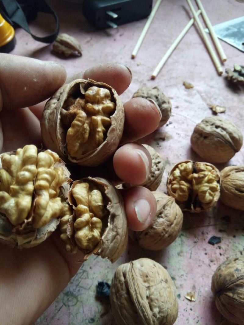 纸皮核桃去皮干