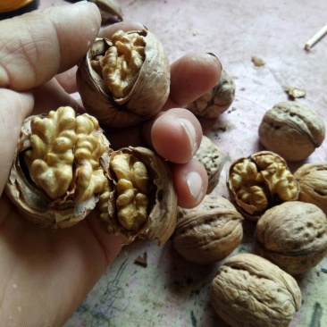 纸皮核桃去皮干