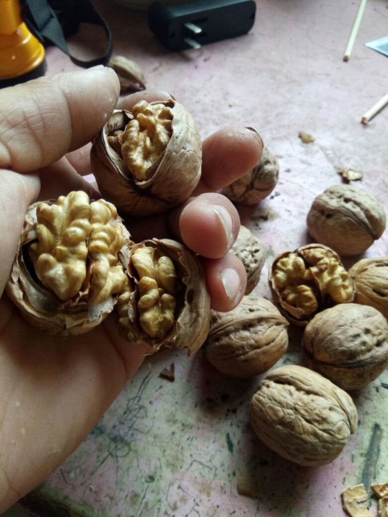 纸皮核桃去皮干