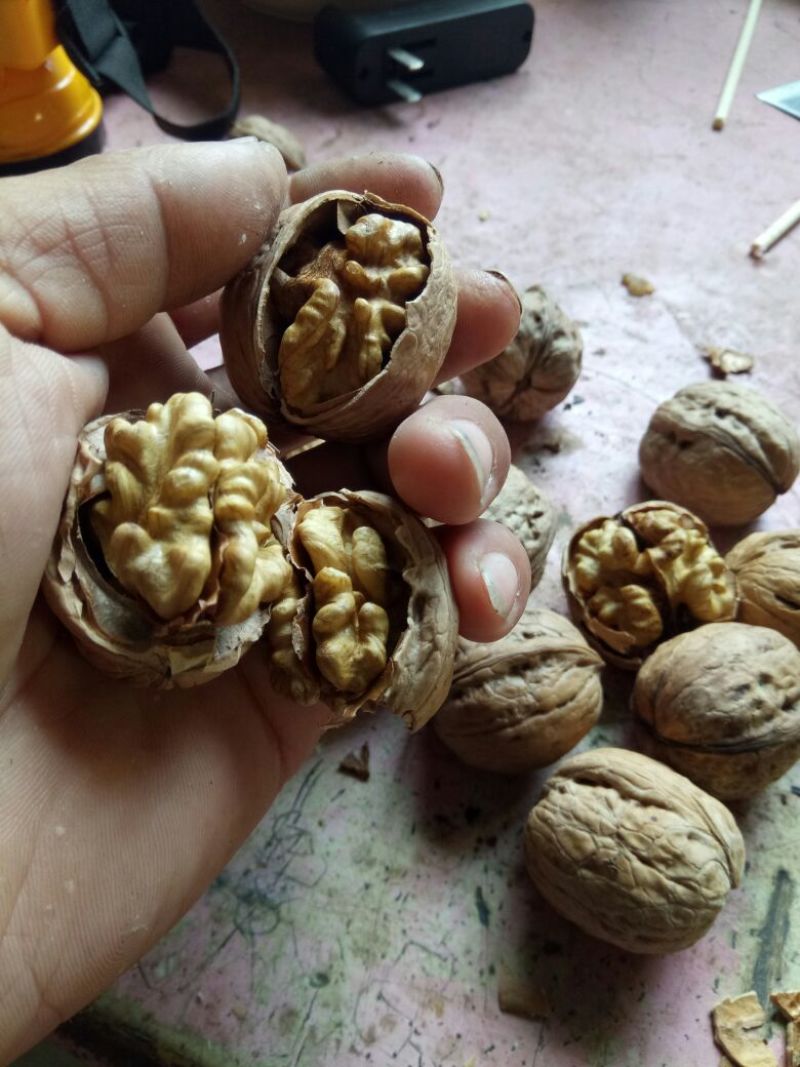 纸皮核桃去皮干