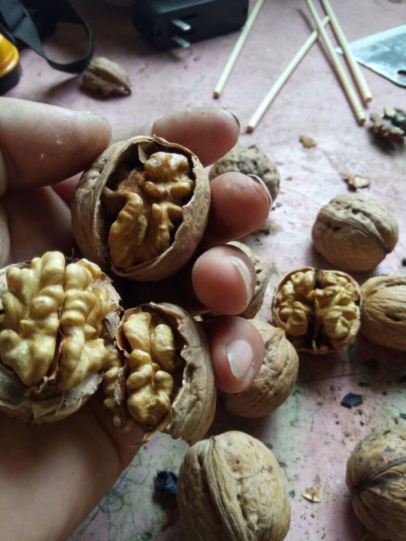 纸皮核桃去皮干
