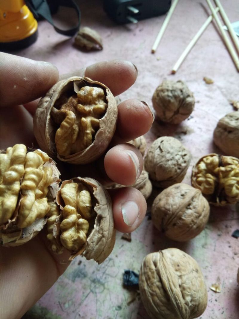纸皮核桃去皮干