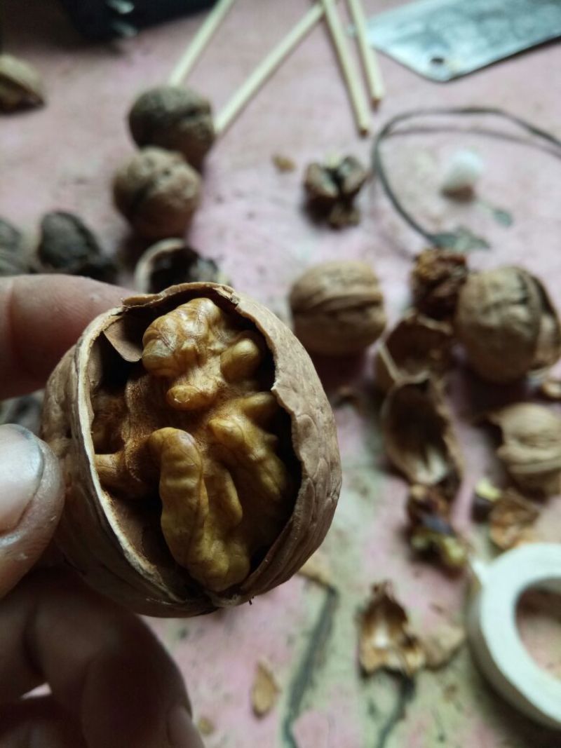 纸皮核桃去皮干