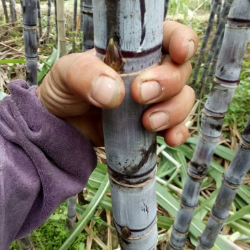 黑皮甘蔗6~8cm2.5~3米