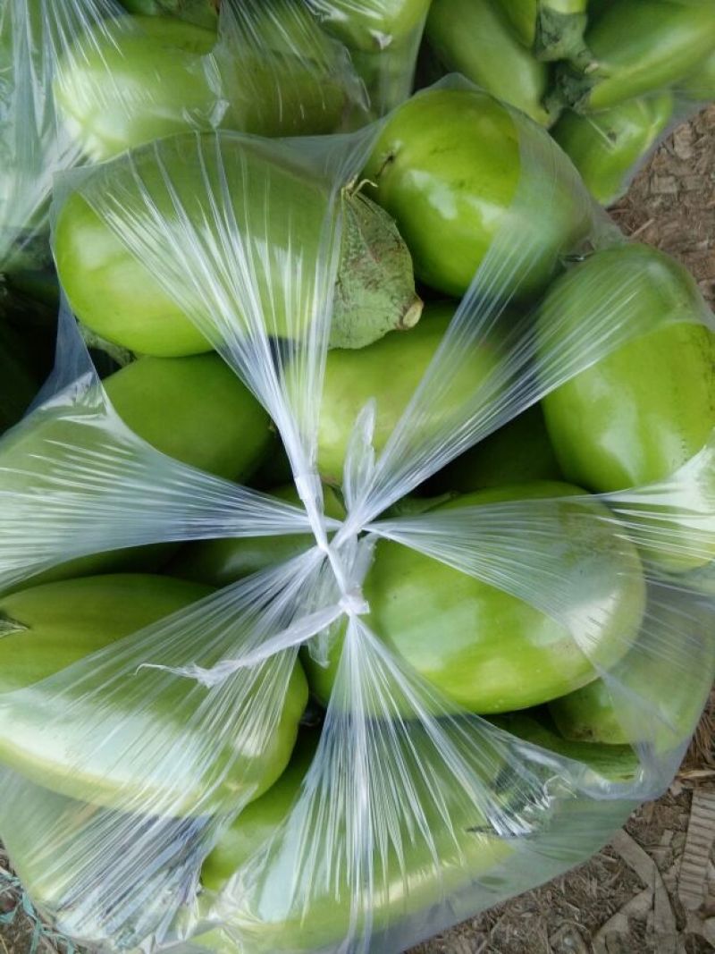 青茄5两以上精品茄子库存充足一手货源量大从优