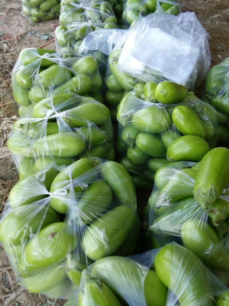 青茄5两以上精品茄子库存充足一手货源量大从优