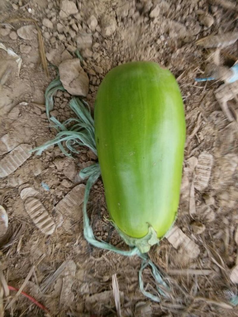 青茄5两以上精品茄子库存充足一手货源量大从优