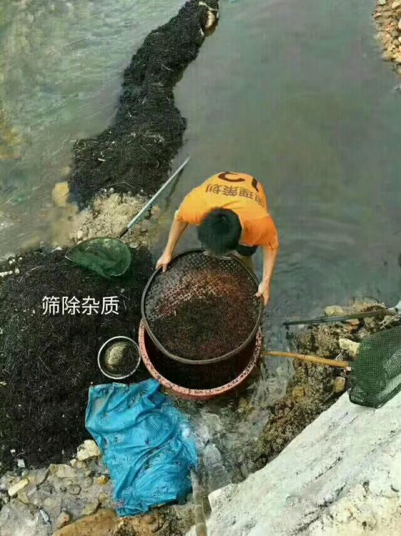 木姜子