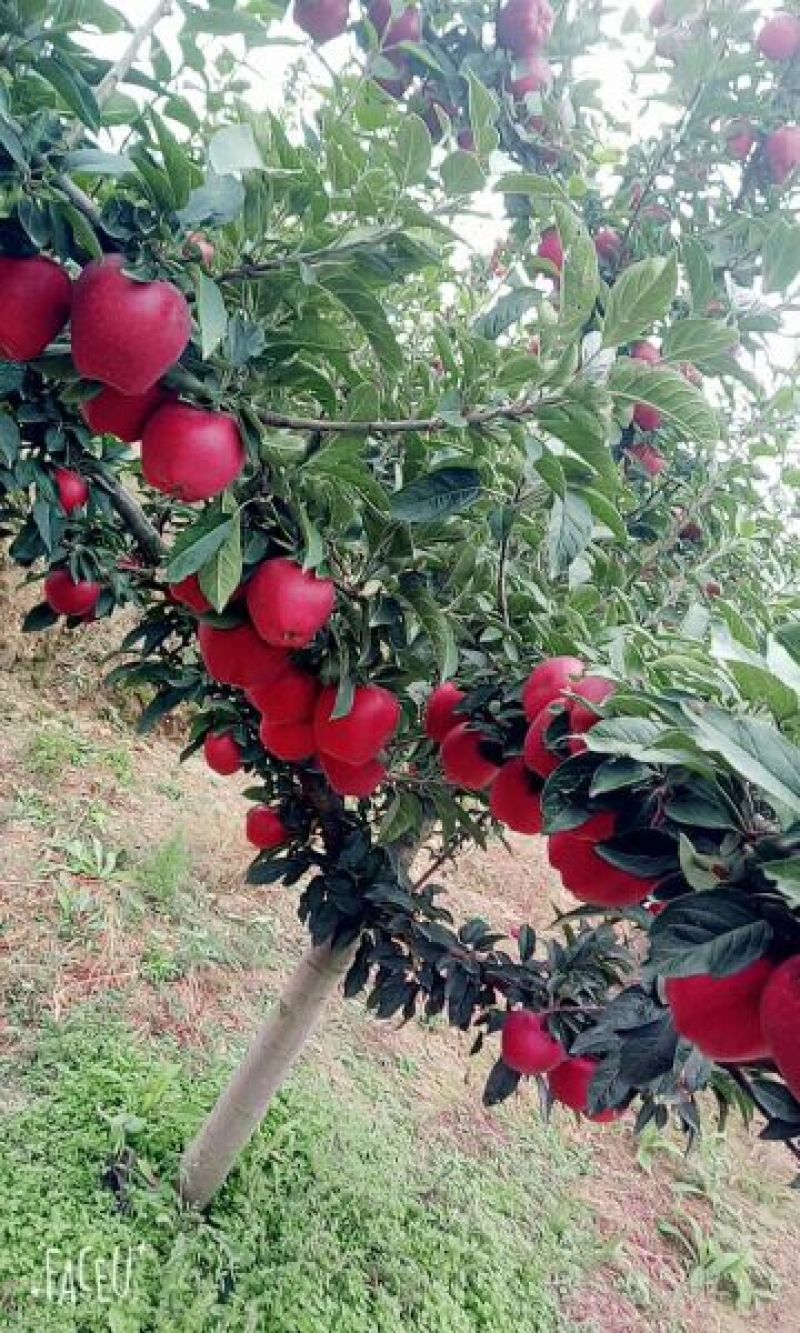 苹果75mm以上纸袋