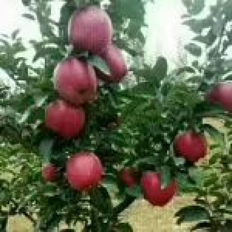苹果75mm以上纸袋