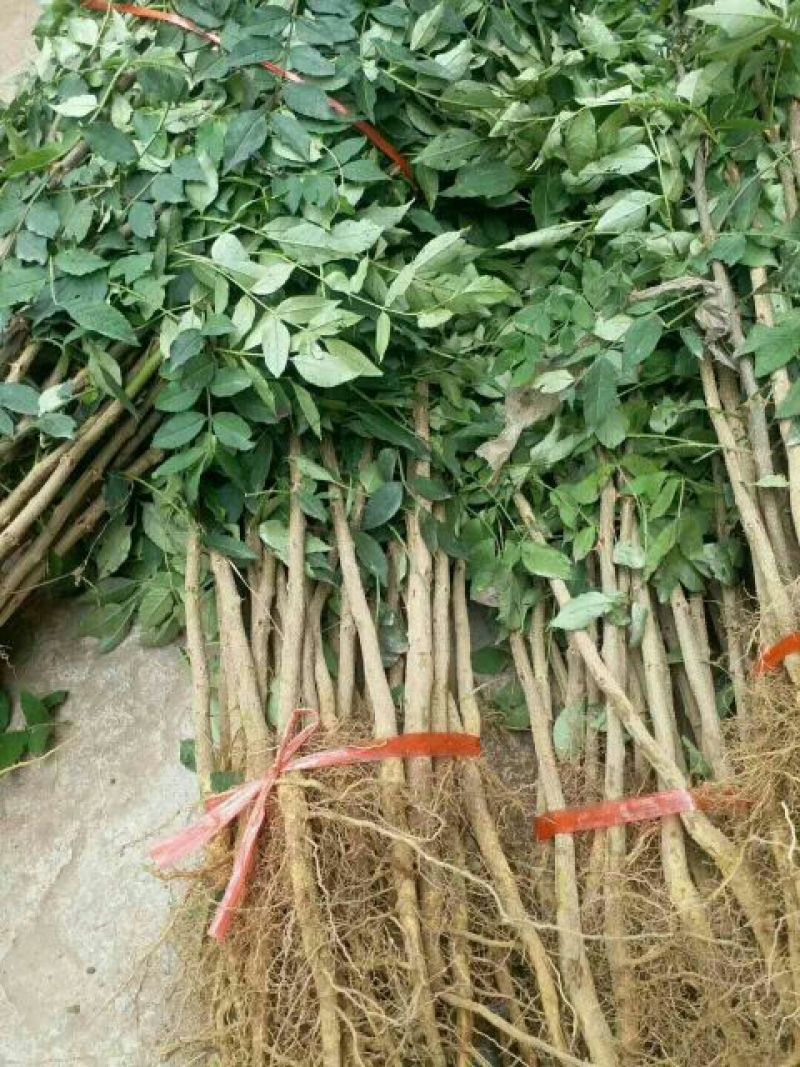 花椒苗1~2年