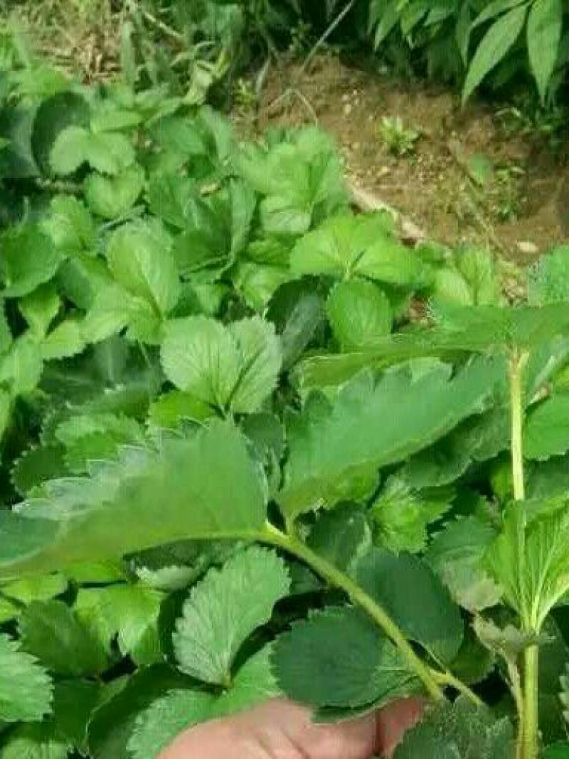 草莓苗10~20cm