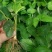 草莓苗10~20cm