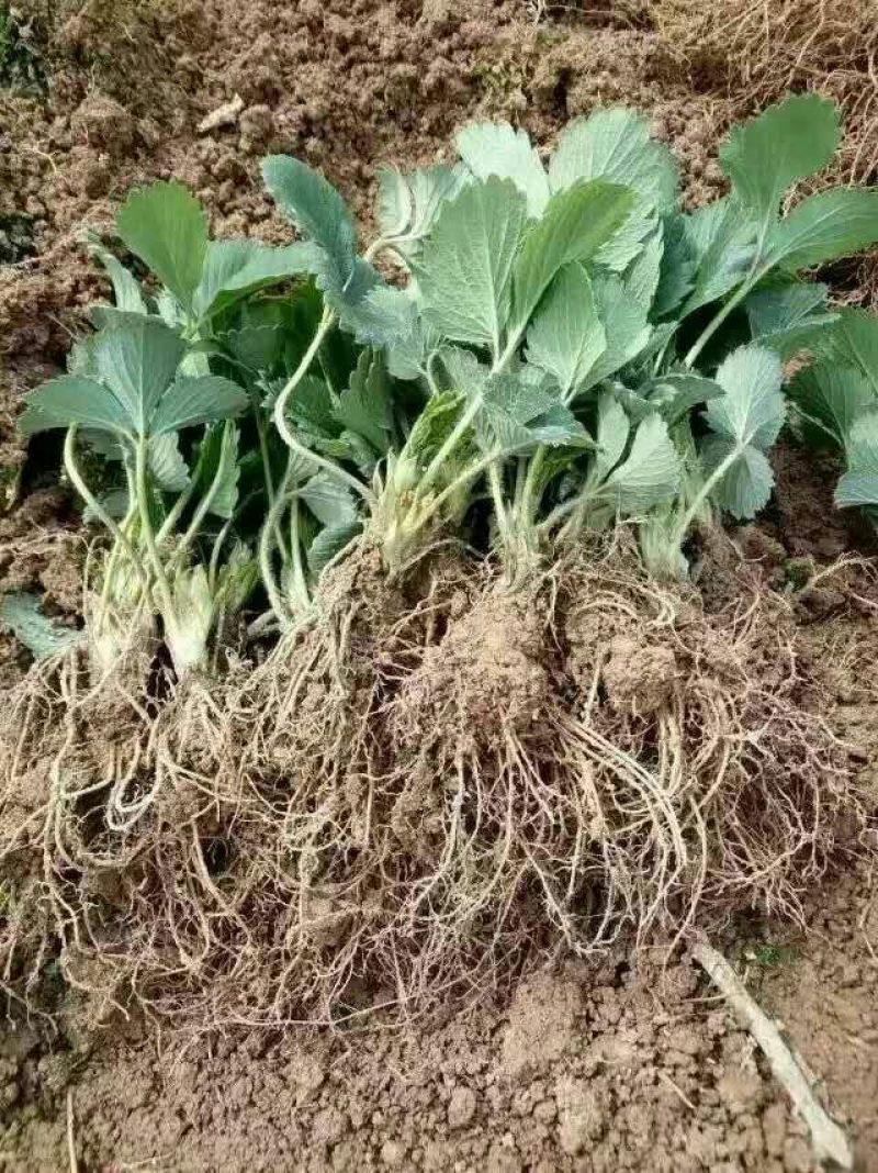 草莓苗10~20cm
