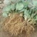 草莓苗10~20cm