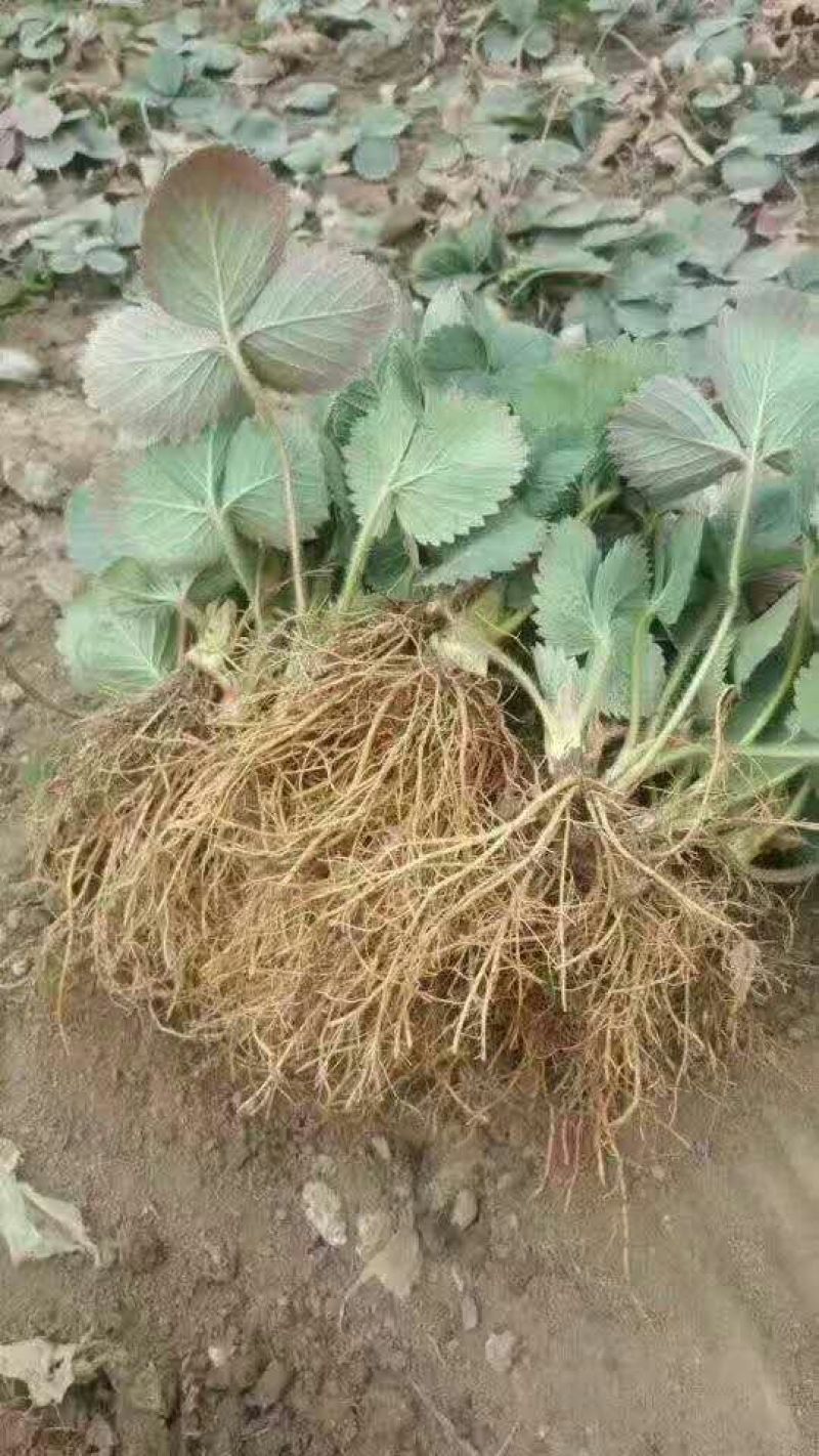 草莓苗10~20cm