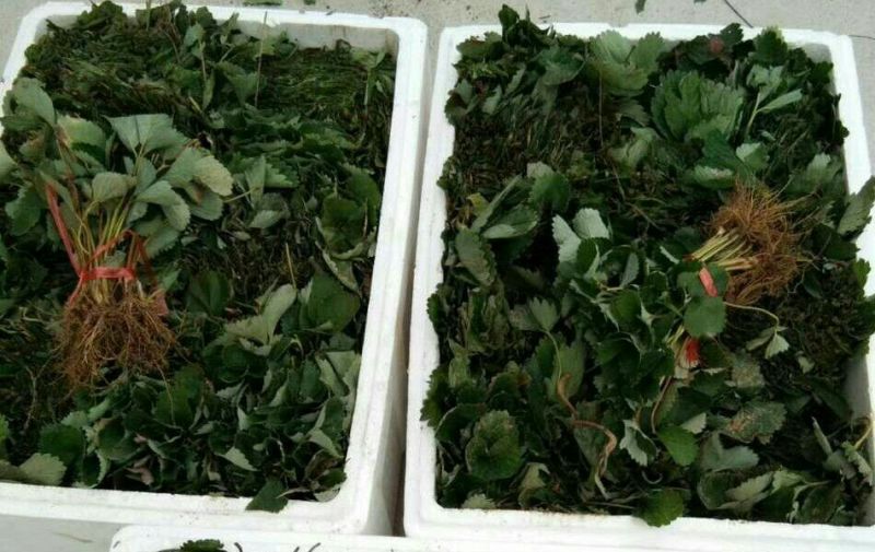 草莓苗10~20cm
