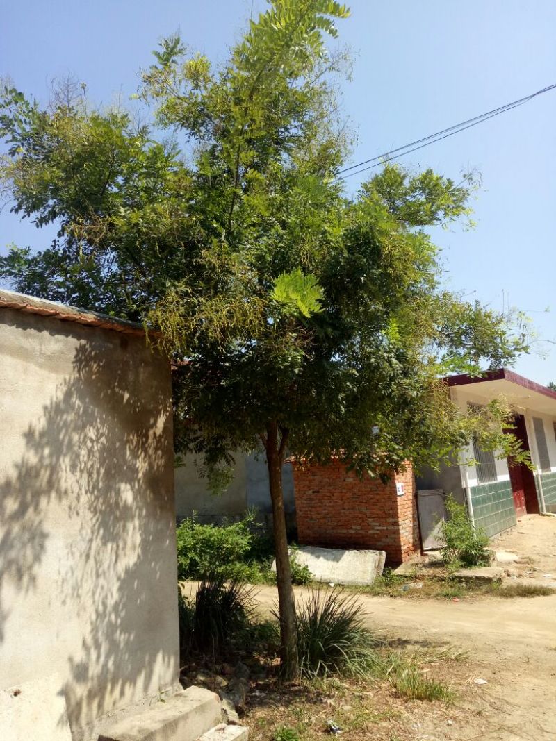 白花槐14~16cm10~12cm1~2米