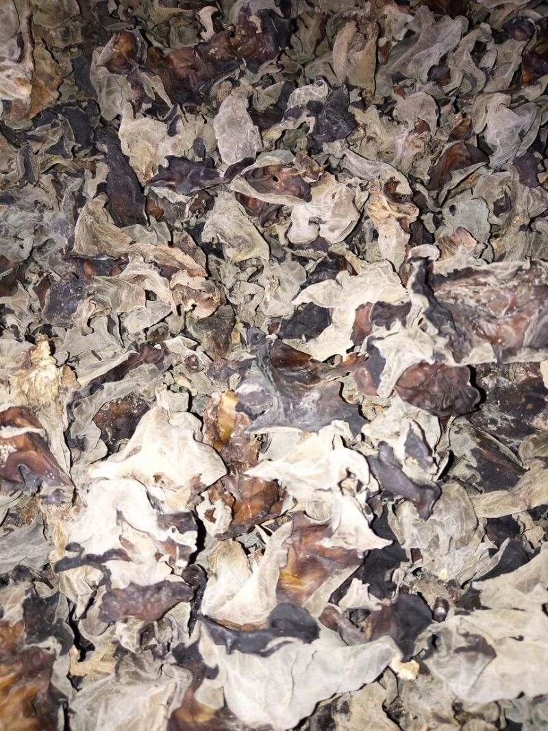 干木耳一级