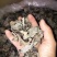 干木耳一级