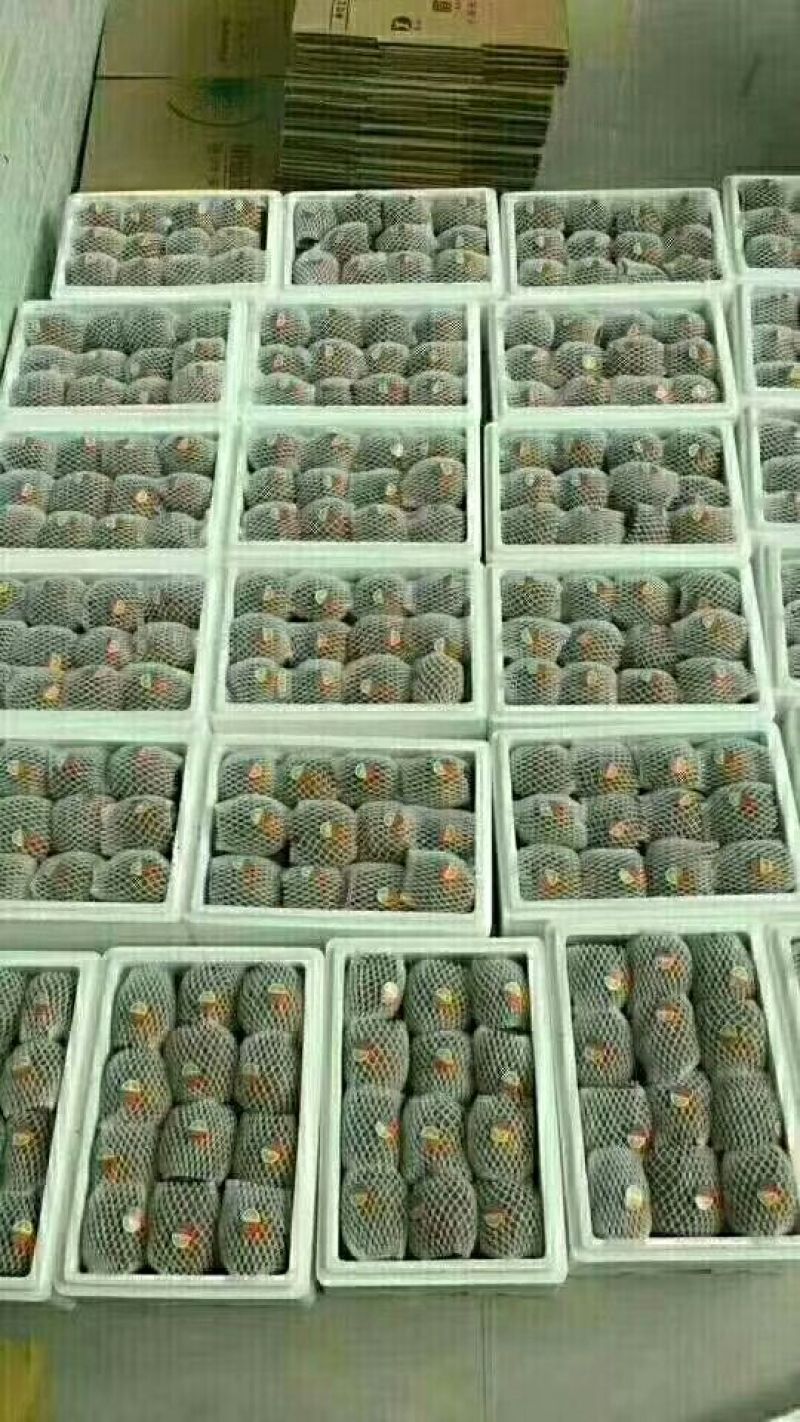 陕西徐香绿心猕猴桃一件代发网红电商对接超市配送实力供应链