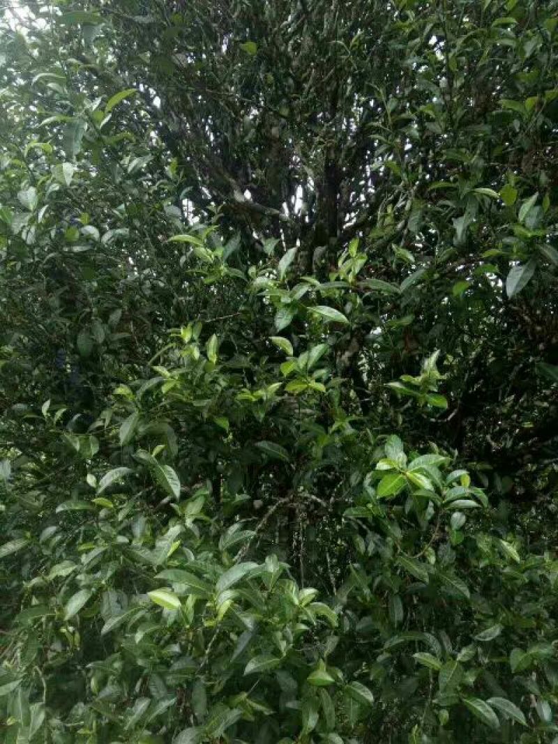 普洱茶一级