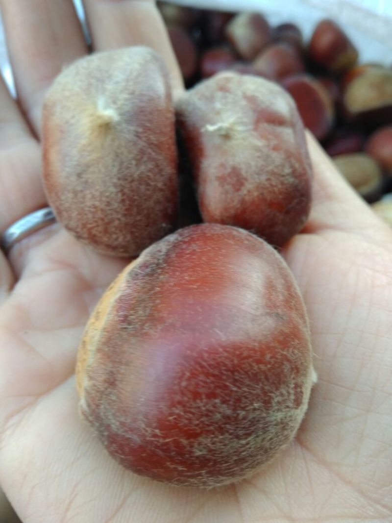 油栗炒栗种大标