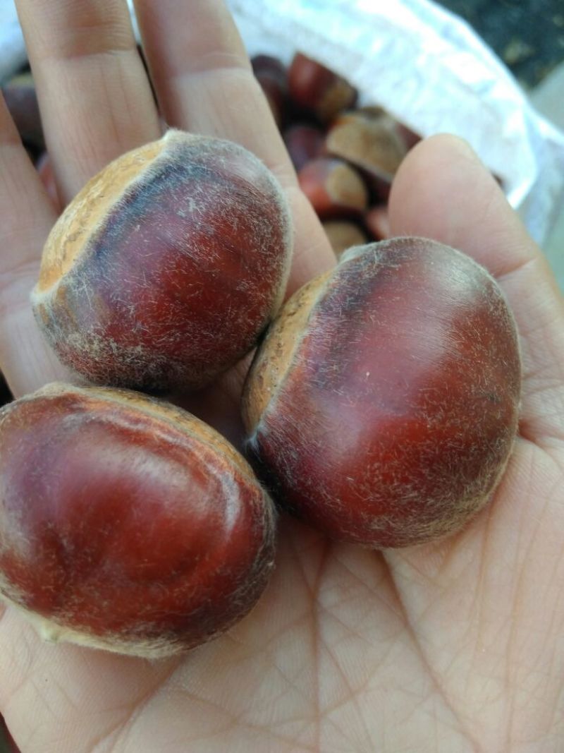 油栗炒栗种大标