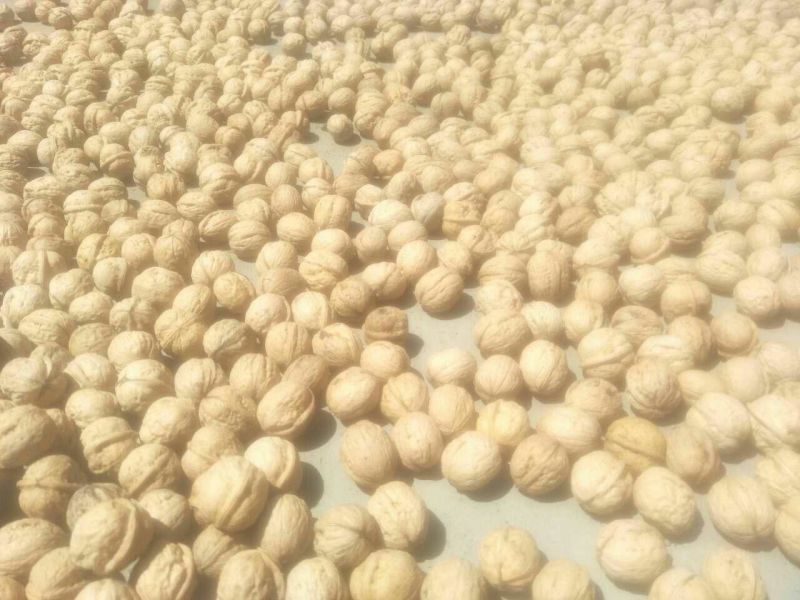核桃30mm以上去皮干