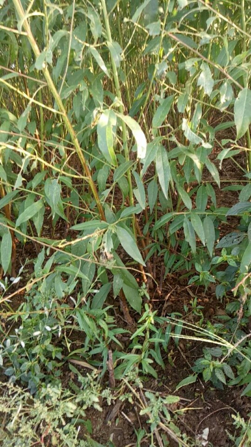 中华寿桃桃树苗80cm以上