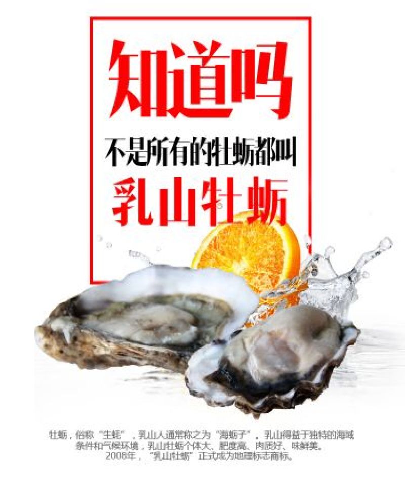牡蛎食用鲜活