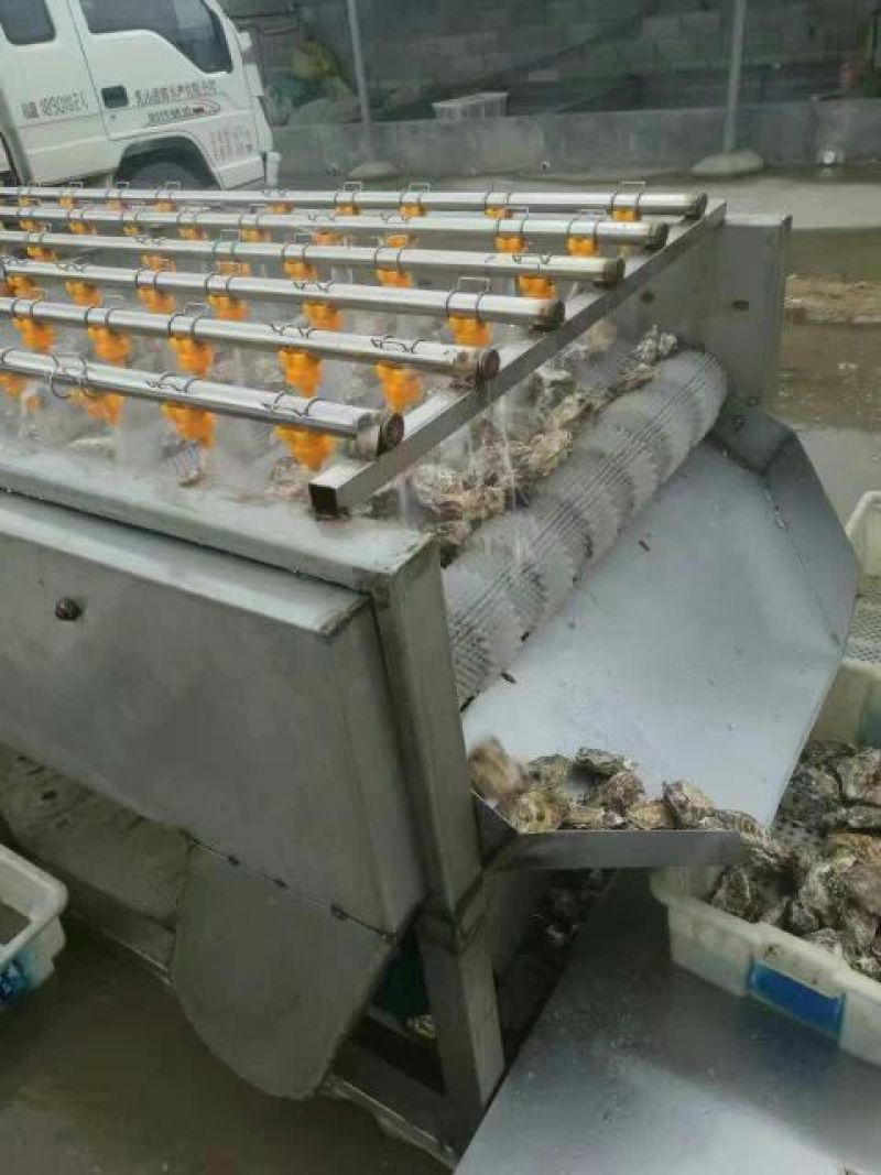 牡蛎食用鲜活