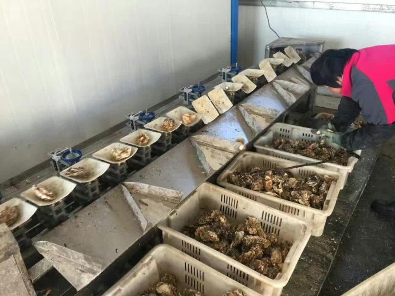 牡蛎食用鲜活