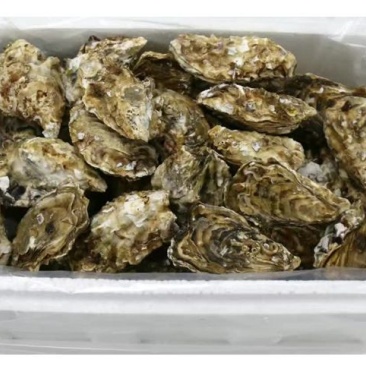 牡蛎食用鲜活