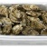 牡蛎食用鲜活