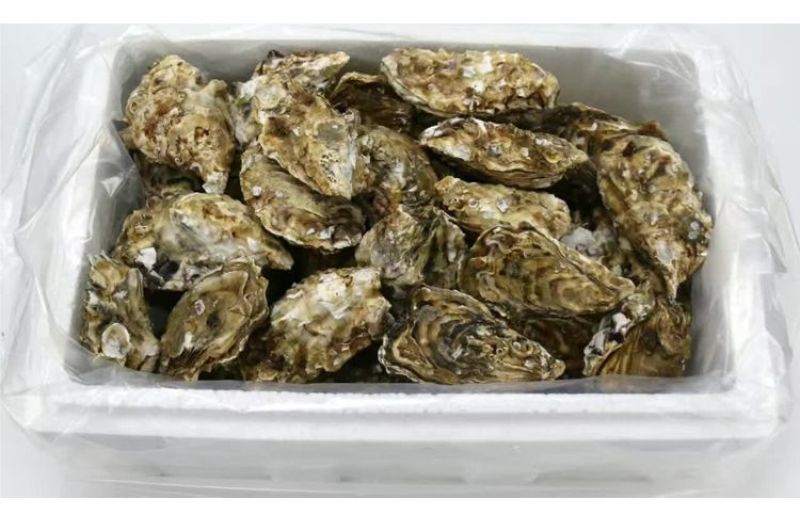 牡蛎食用鲜活